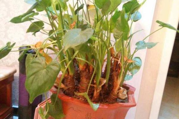 假花不要摆放在家里的哪里，有哪些风水讲究呢