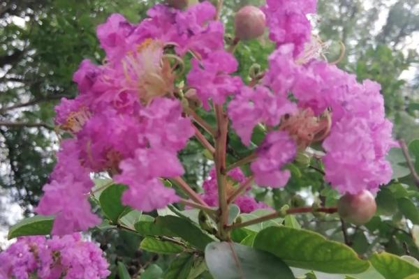 紫薇星对紫薇郎