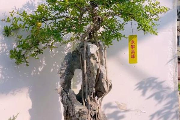 风水石榴寓意石榴石象征意义 风水石榴寓意石榴石象征意义