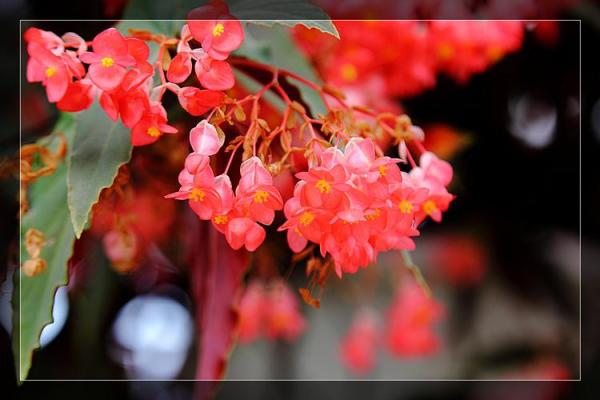 海棠花的风水_龙翅海棠开花寓意 海棠花的风水_龙翅海棠开花寓意