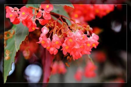 海棠花的风水_龙翅海棠开花寓意