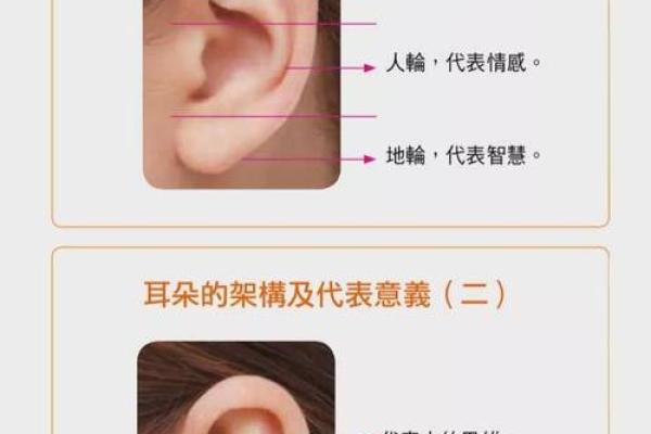 耳朵算命耳朵看运势大全,耳朵命运图解 耳朵算命耳朵看运势大全,耳朵命运图解