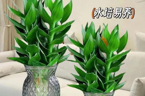 风水上富贵竹养多少颗比较旺财