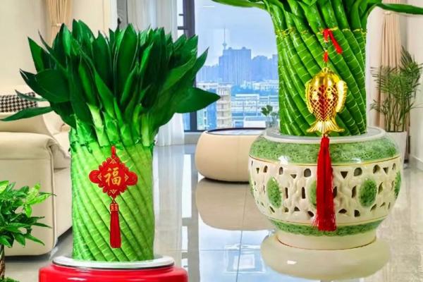 风水上富贵竹养多少颗比较旺财