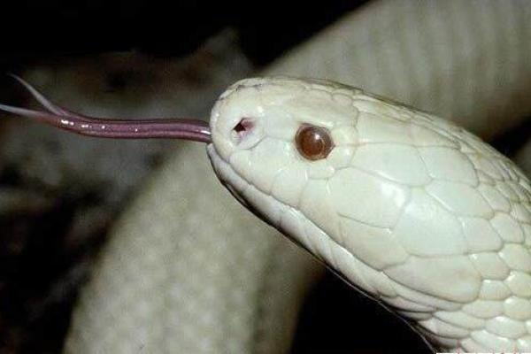 白娘子紫薇星转世