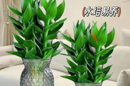 风水上富贵竹养多少颗比较旺财