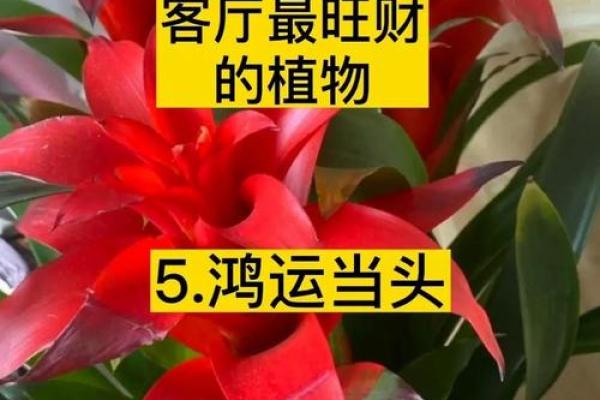 风水指南,如何选择旺财的钱包 风水指南,如何选择旺财的钱包