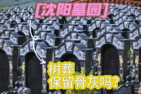 墓地种什么树好风水上有哪些讲究-