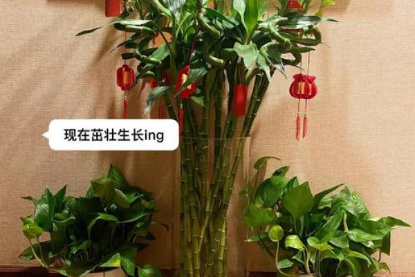 家中养富贵竹风水有讲究 家中养富贵竹风水有讲究