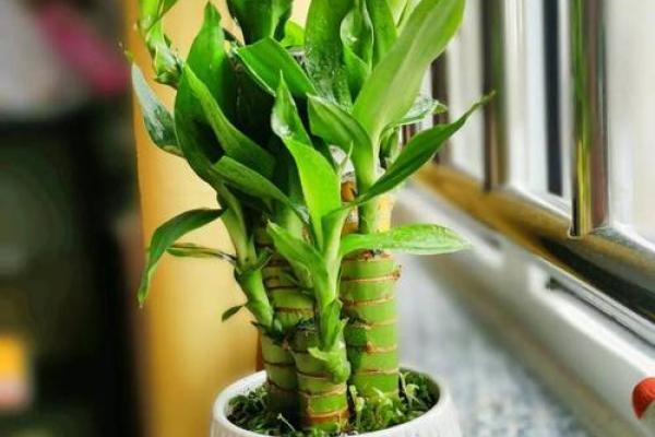 家中养富贵竹风水有讲究 家中养富贵竹风水有讲究