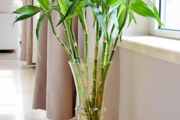 房子外种什么植物更好风水 房子外种什么植物更好风水