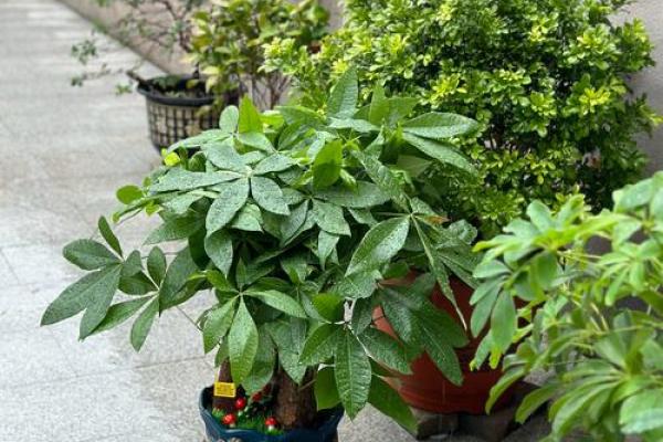 房子外种什么植物更好风水 房子外种什么植物更好风水