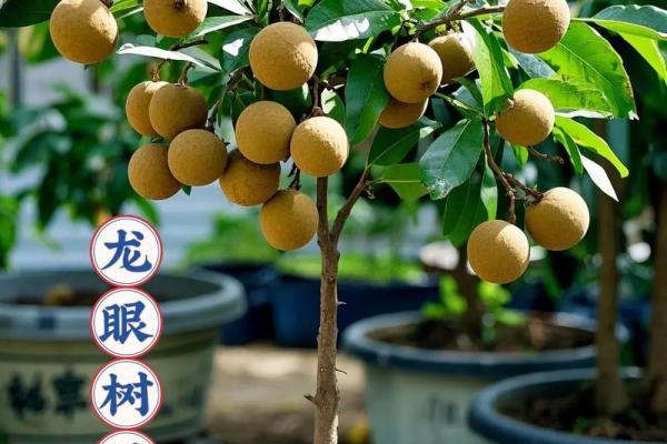 家里种龙眼树影响风水 家里种龙眼树影响风水嘛