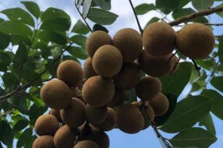 家里种龙眼树影响风水 家里种龙眼树影响风水嘛