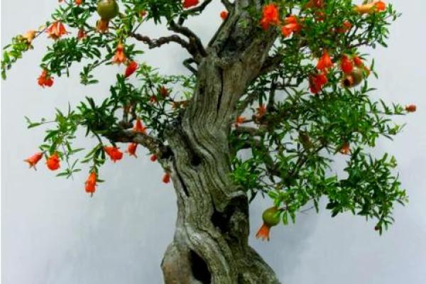 风水家里最旺财的三种树是什么 风水家里最旺财的三种树是什么