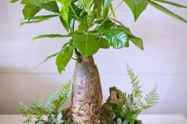 风水家里最旺财的三种树是什么 风水家里最旺财的三种树是什么