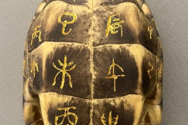 什么龟壳算命比较好 什么龟壳算命比较好