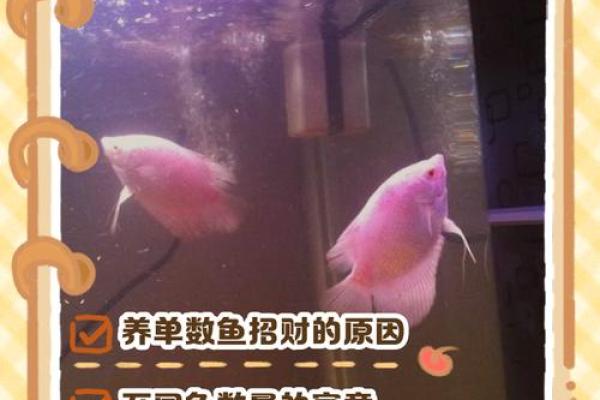 风水观点养鱼养几条旺财风水 风水观点养鱼养几条旺财风水