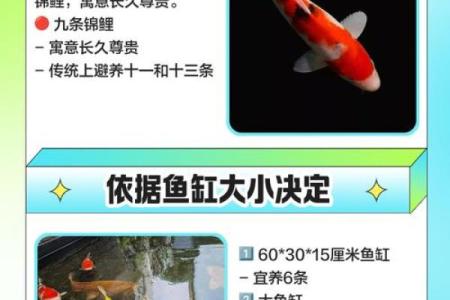 风水观点养鱼养几条旺财风水