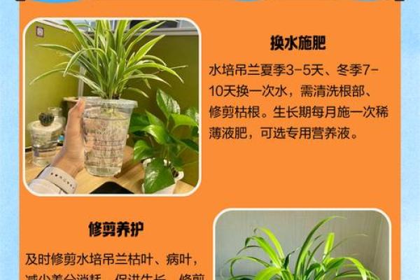 办公室吊兰摆放风水攻略为您营造舒适办公环境 办公室吊兰摆放风水攻略为您营造舒适办公环境