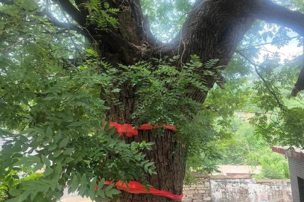 萧县南关老槐树算命 萧县南关老槐树算命