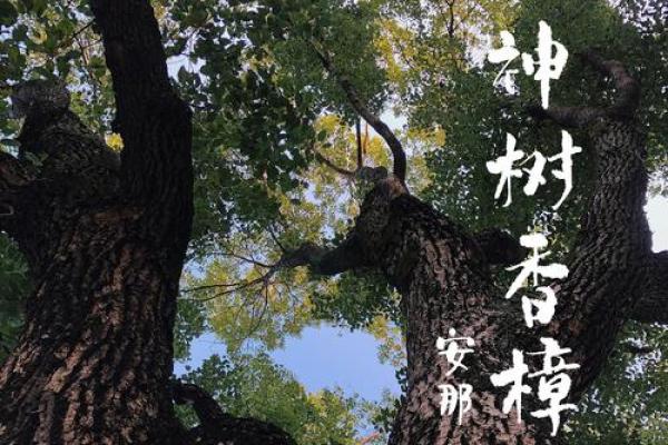 四大镇宅之树是哪四款风水树 四大镇宅之树是哪四款风水树