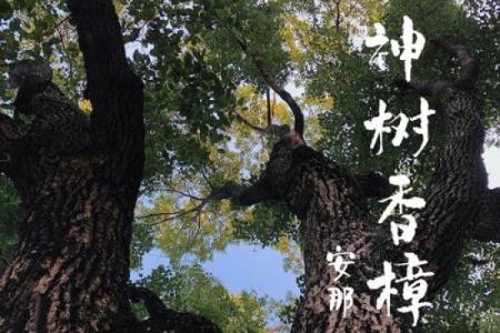 四大镇宅之树是哪四款风水树