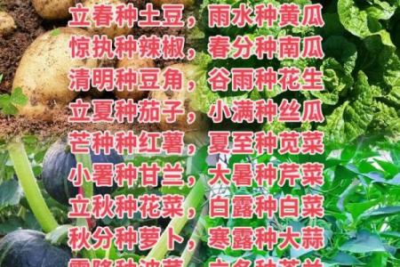 房子周围种菜有风水讲究吗