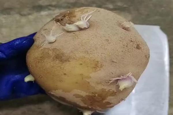 切土豆来测试你的交流能力!