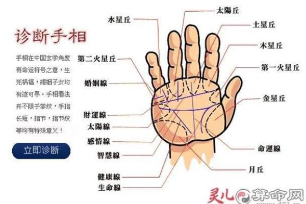梦见看手相算命