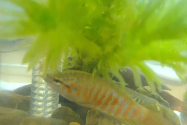 风水角度鱼从鱼缸里跳出来有什么寓意预兆