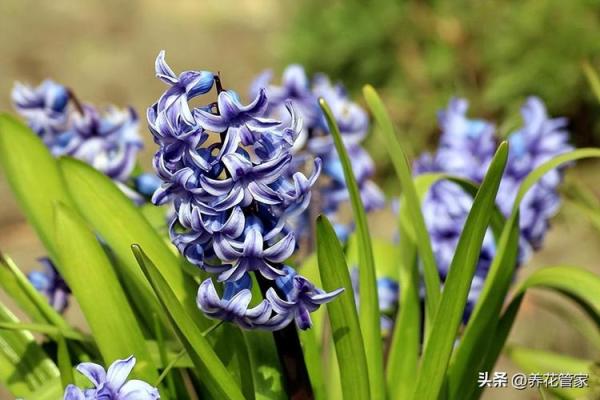 风信子免费算命 免费算命你的风信子会开吗