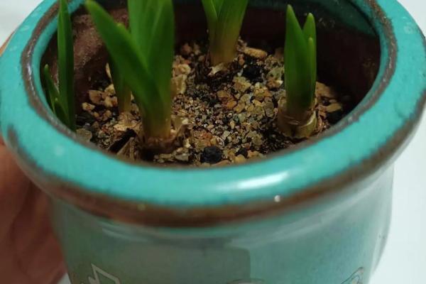 风信子免费算命 免费算命你的风信子会开吗