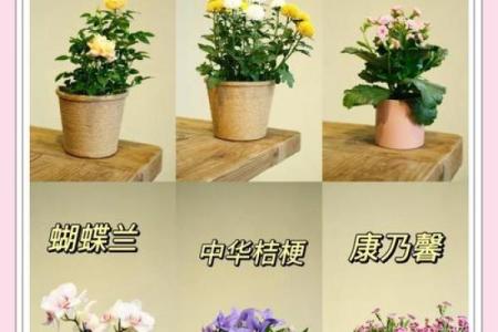 办公室养什么花风水最好适合摆放