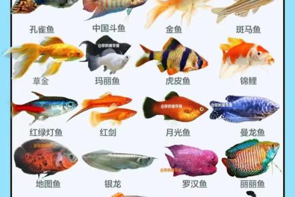 养风水锦数量 养风水锦数量