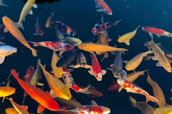 养风水锦数量 养风水锦数量