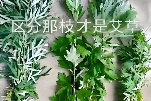 为什么艾草不能送人有什么风水说法