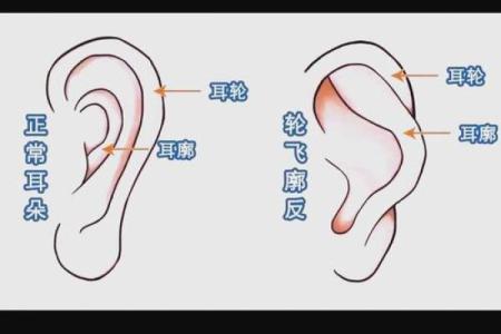 耳朵面相算命