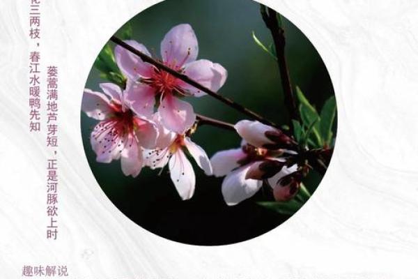 八字中有哪些的桃花魅力最大呢