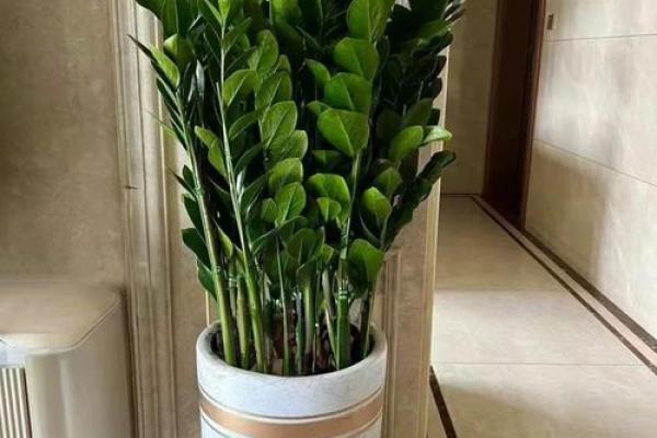 助运,家居风水如何摆放旺事业 助运,家居风水如何摆放旺事业