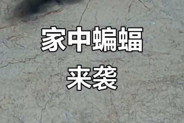 动物风水之家里飞进蝙蝠的解说