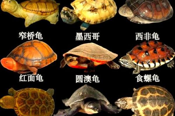 养多少只龟 养龟风水 养几只龟好