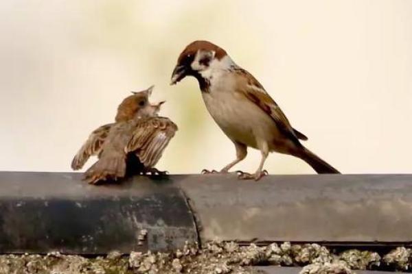麻雀与房子风水有关吗