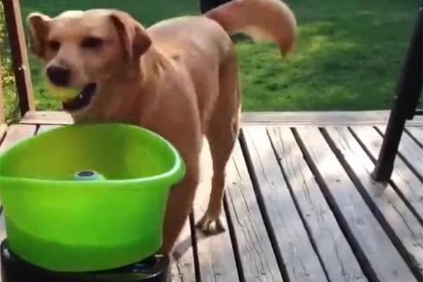 单身狗八字问卜：详解单身狗的桃花运势