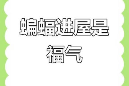 蝙蝠入屋是不吉利的吗风水上讲预示着什么-