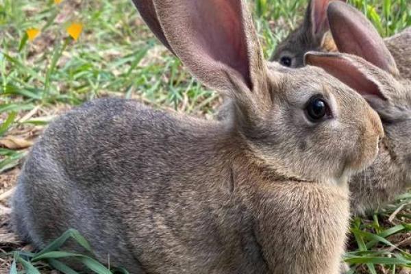 家里养兔子风水，家里养兔子风水好吗