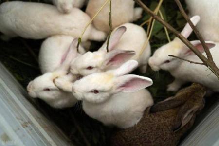 家里养兔子风水，家里养兔子风水好吗