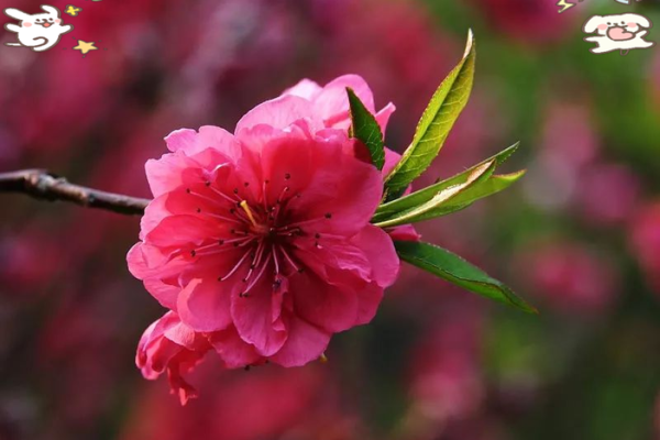 刘梦莹八字分析及桃花运势解读 刘梦莹八字分析及桃花运势解读