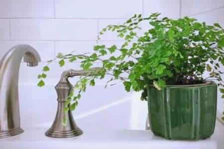 办公室风水：十二生肖最配的绿色植物有哪些？