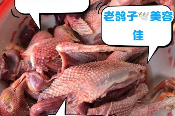 养鸽子与风水家庭和谐的源泉